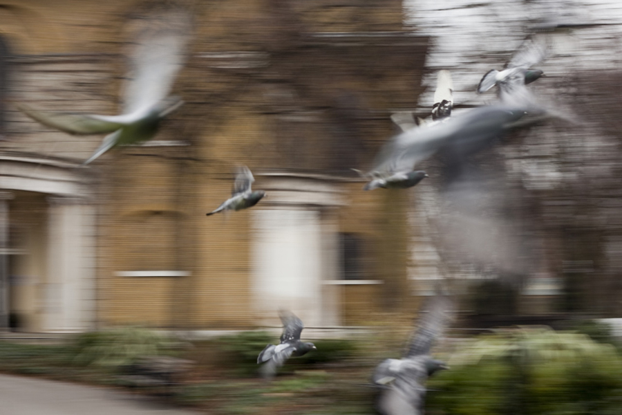 the_interior_photographer_pigeons